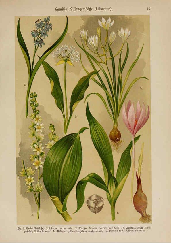 Reproducción/Reproduction 6424990543: Hoffmann-Dennert botanischer Bilderatlas Suttgart,Schweizerbart,1911