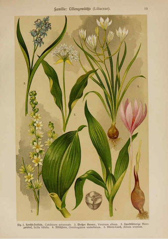Reproducción/Reproduction 6424990543: Hoffmann-Dennert botanischer Bilderatlas Suttgart,Schweizerbart,1911