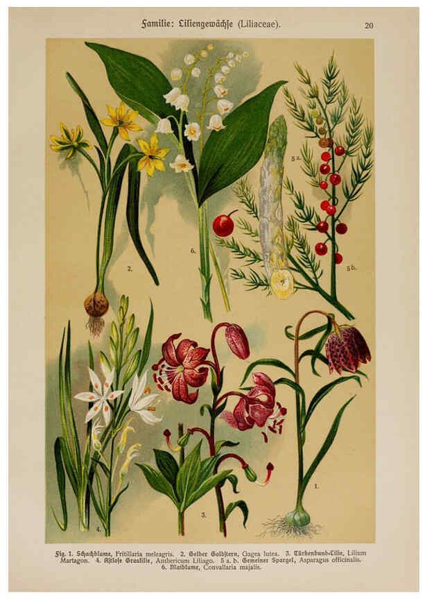 Reproducción/Reproduction 6424990937: Hoffmann-Dennert botanischer Bilderatlas Suttgart,Schweizerbart,1911