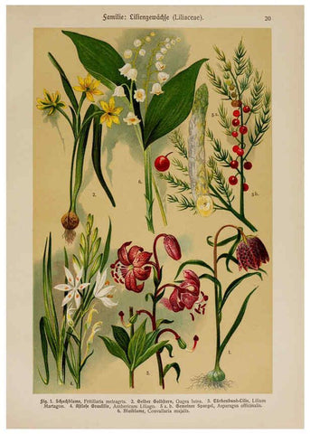Reproducción/Reproduction 6424990937: Hoffmann-Dennert botanischer Bilderatlas Suttgart,Schweizerbart,1911