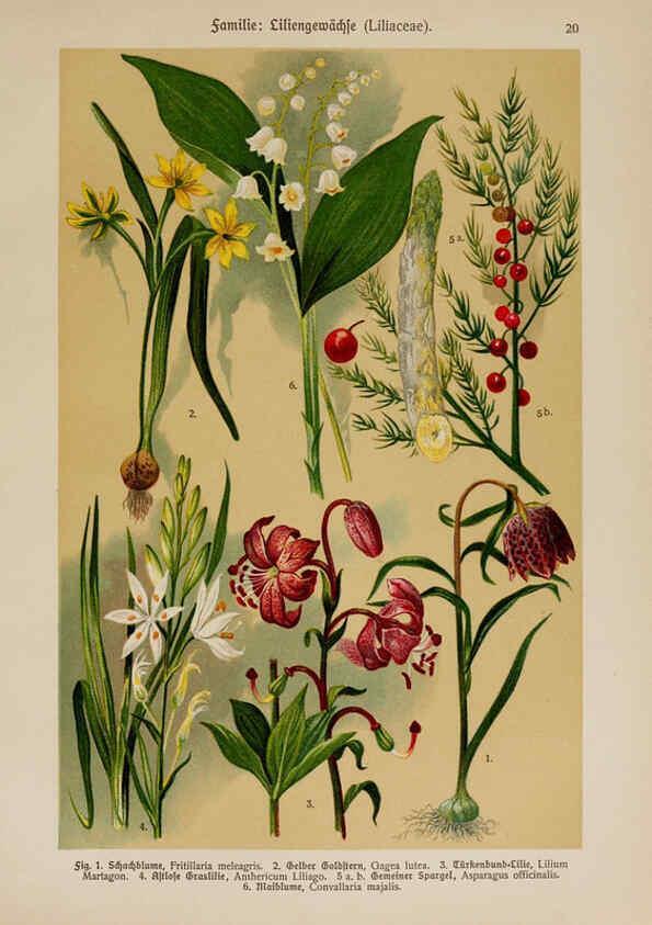 Reproducción/Reproduction 6424990937: Hoffmann-Dennert botanischer Bilderatlas Suttgart,Schweizerbart,1911