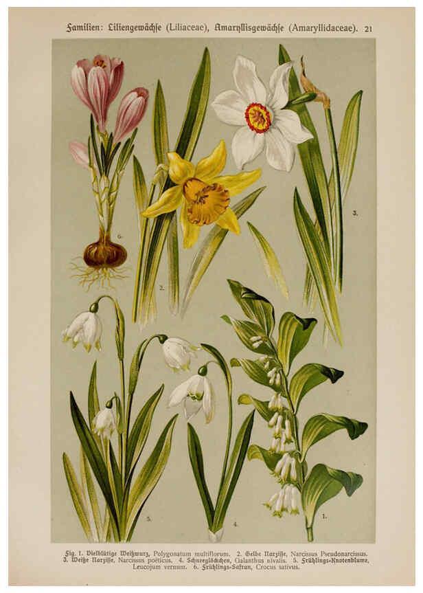 Reproducción/Reproduction 6424991533: Hoffmann-Dennert botanischer Bilderatlas Suttgart,Schweizerbart,1911