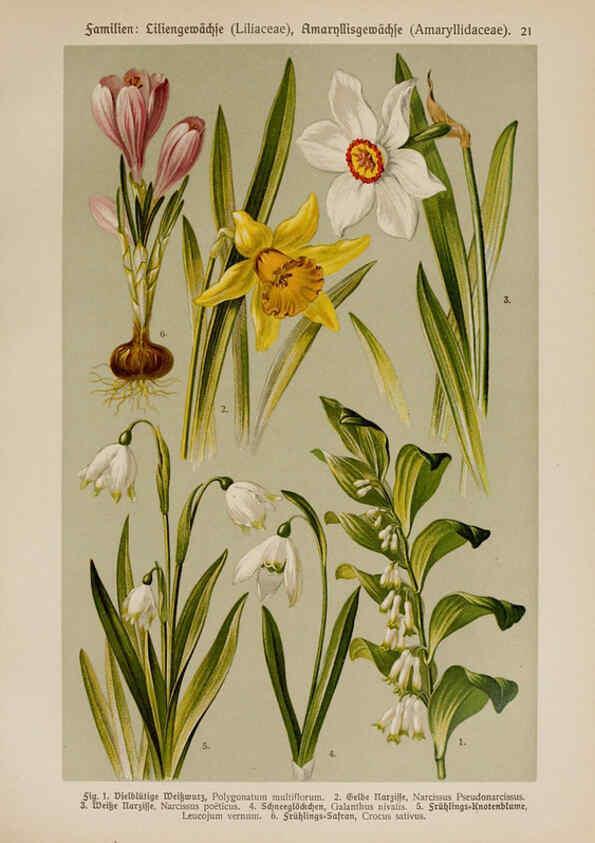 Reproducción/Reproduction 6424991533: Hoffmann-Dennert botanischer Bilderatlas Suttgart,Schweizerbart,1911