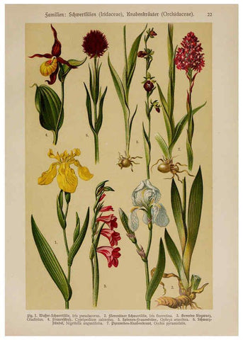 Reproducción/Reproduction 6424992039: Hoffmann-Dennert botanischer Bilderatlas Suttgart,Schweizerbart,1911