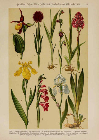 Reproducción/Reproduction 6424992039: Hoffmann-Dennert botanischer Bilderatlas Suttgart,Schweizerbart,1911