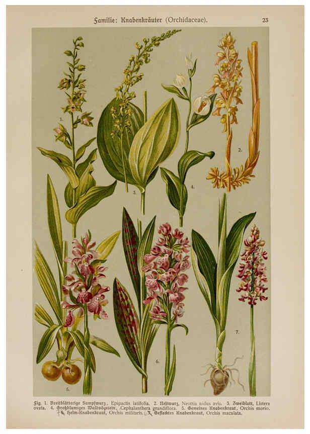 Reproducción/Reproduction 6424992613: Hoffmann-Dennert botanischer Bilderatlas Suttgart,Schweizerbart,1911