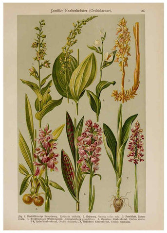 Reproducción/Reproduction 6424992613: Hoffmann-Dennert botanischer Bilderatlas Suttgart,Schweizerbart,1911
