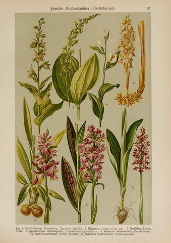 Reproducción/Reproduction 6424992613: Hoffmann-Dennert botanischer Bilderatlas Suttgart,Schweizerbart,1911