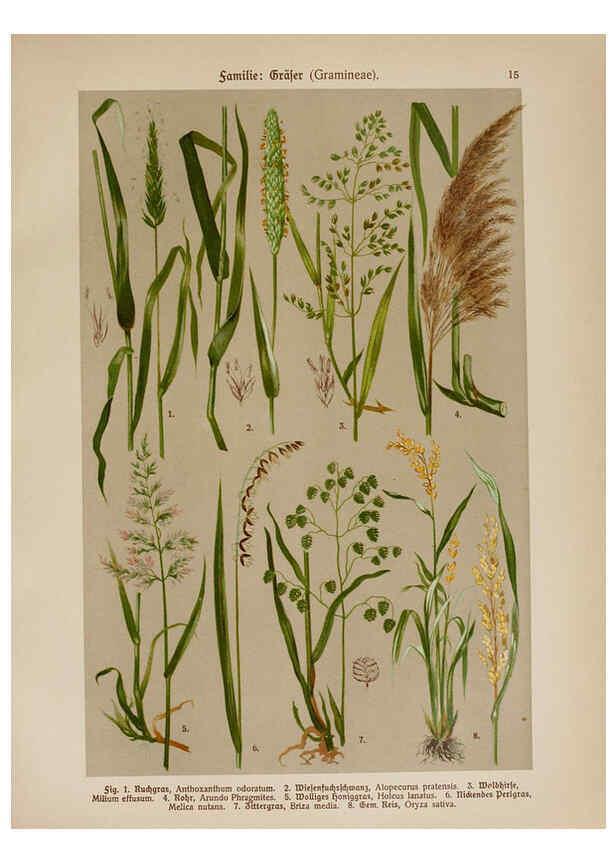 Reproducción/Reproduction 6424988779: Hoffmann-Dennert botanischer Bilderatlas Suttgart,Schweizerbart,1911
