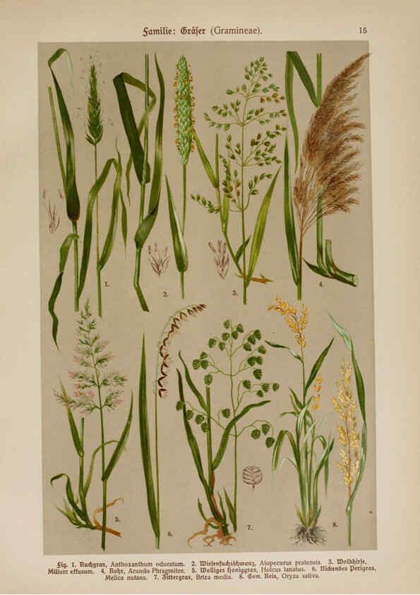 Reproducción/Reproduction 6424988779: Hoffmann-Dennert botanischer Bilderatlas Suttgart,Schweizerbart,1911
