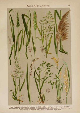 Reproducción/Reproduction 6424988779: Hoffmann-Dennert botanischer Bilderatlas Suttgart,Schweizerbart,1911