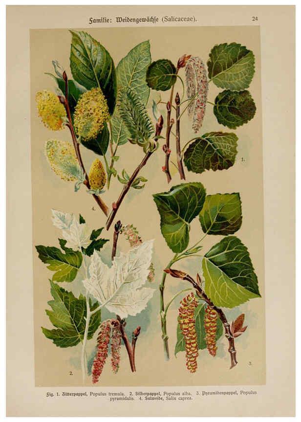 Reproducción/Reproduction 6424993147: Hoffmann-Dennert botanischer Bilderatlas Suttgart,Schweizerbart,1911