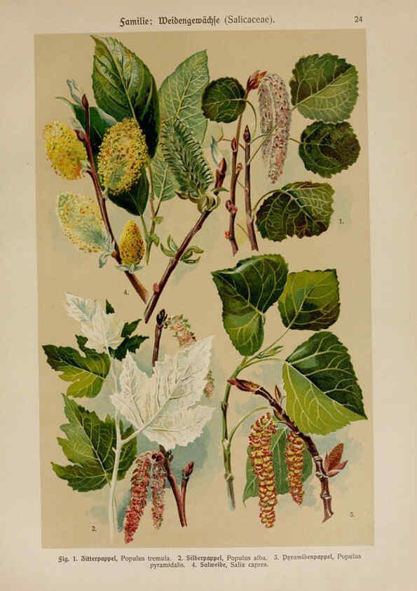Reproducción/Reproduction 6424993147: Hoffmann-Dennert botanischer Bilderatlas Suttgart,Schweizerbart,1911