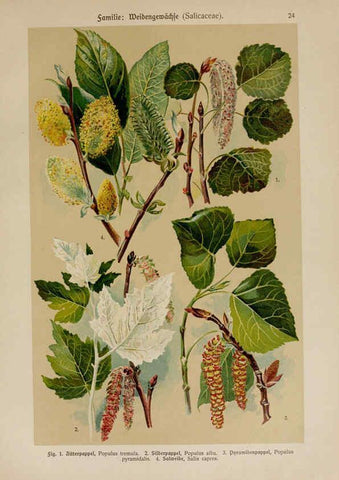 Reproducción/Reproduction 6424993147: Hoffmann-Dennert botanischer Bilderatlas Suttgart,Schweizerbart,1911