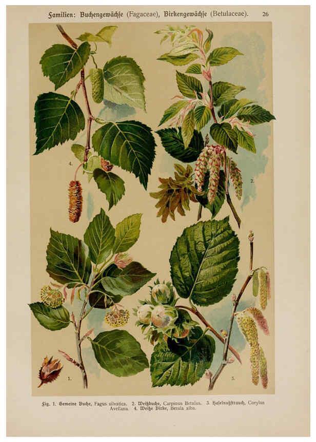 Reproducción/Reproduction 6424994113: Hoffmann-Dennert botanischer Bilderatlas Suttgart,Schweizerbart,1911
