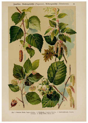 Reproducción/Reproduction 6424994113: Hoffmann-Dennert botanischer Bilderatlas Suttgart,Schweizerbart,1911