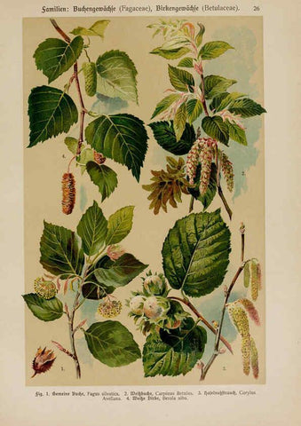 Reproducción/Reproduction 6424994113: Hoffmann-Dennert botanischer Bilderatlas Suttgart,Schweizerbart,1911