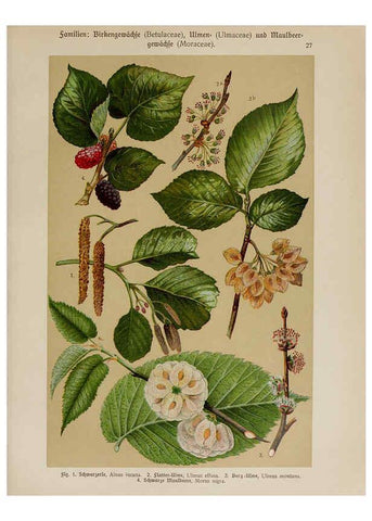 Reproducción/Reproduction 6424994901: Hoffmann-Dennert botanischer Bilderatlas Suttgart,Schweizerbart,1911