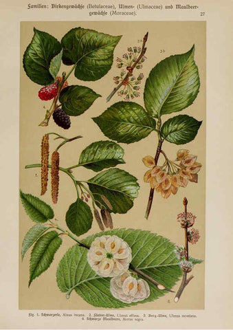 Reproducción/Reproduction 6424994901: Hoffmann-Dennert botanischer Bilderatlas Suttgart,Schweizerbart,1911