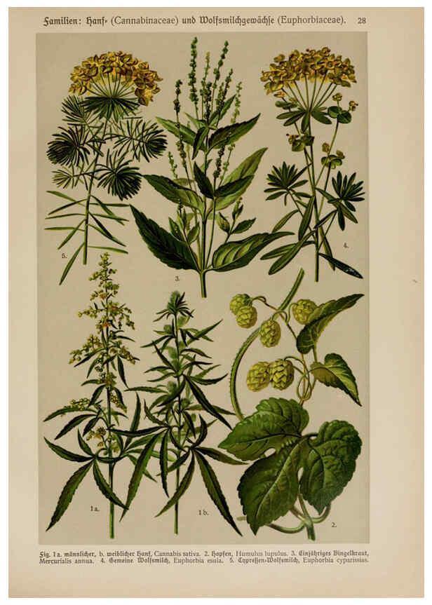 Reproducción/Reproduction 6424995811: Hoffmann-Dennert botanischer Bilderatlas Suttgart,Schweizerbart,1911