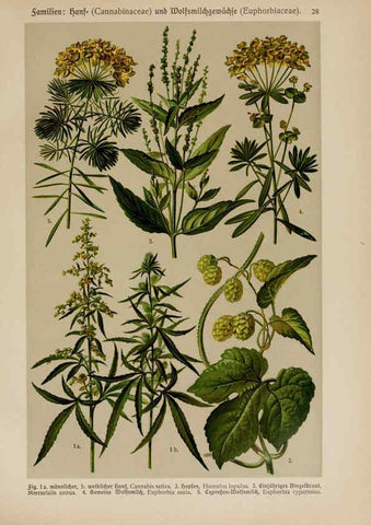 Reproducción/Reproduction 6424995811: Hoffmann-Dennert botanischer Bilderatlas Suttgart,Schweizerbart,1911