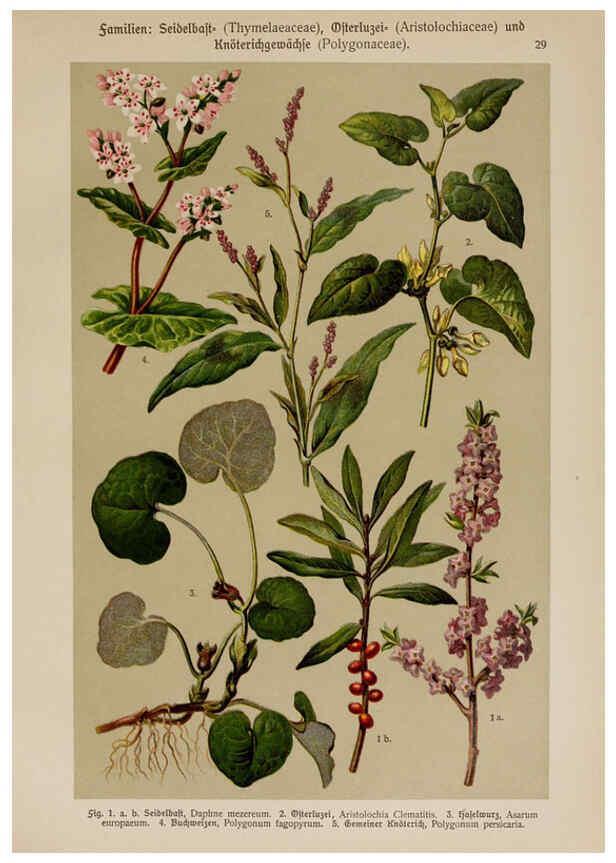 Reproducción/Reproduction 6424996359: Hoffmann-Dennert botanischer Bilderatlas Suttgart,Schweizerbart,1911