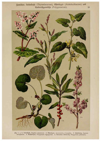 Reproducción/Reproduction 6424996359: Hoffmann-Dennert botanischer Bilderatlas Suttgart,Schweizerbart,1911