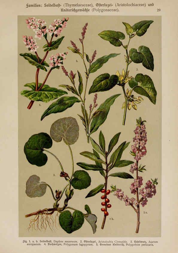 Reproducción/Reproduction 6424996359: Hoffmann-Dennert botanischer Bilderatlas Suttgart,Schweizerbart,1911