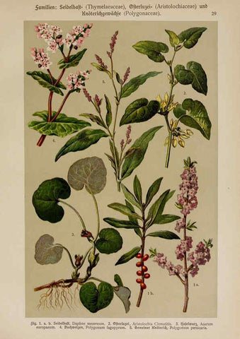 Reproducción/Reproduction 6424996359: Hoffmann-Dennert botanischer Bilderatlas Suttgart,Schweizerbart,1911