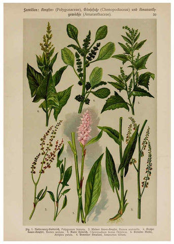 Reproducción/Reproduction 6424996955: Hoffmann-Dennert botanischer Bilderatlas Suttgart,Schweizerbart,1911