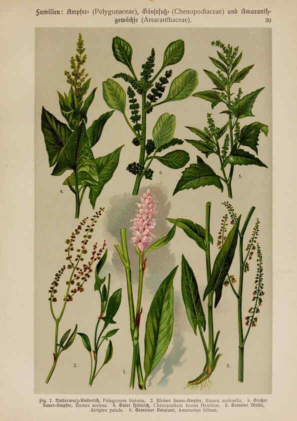 Reproducción/Reproduction 6424996955: Hoffmann-Dennert botanischer Bilderatlas Suttgart,Schweizerbart,1911