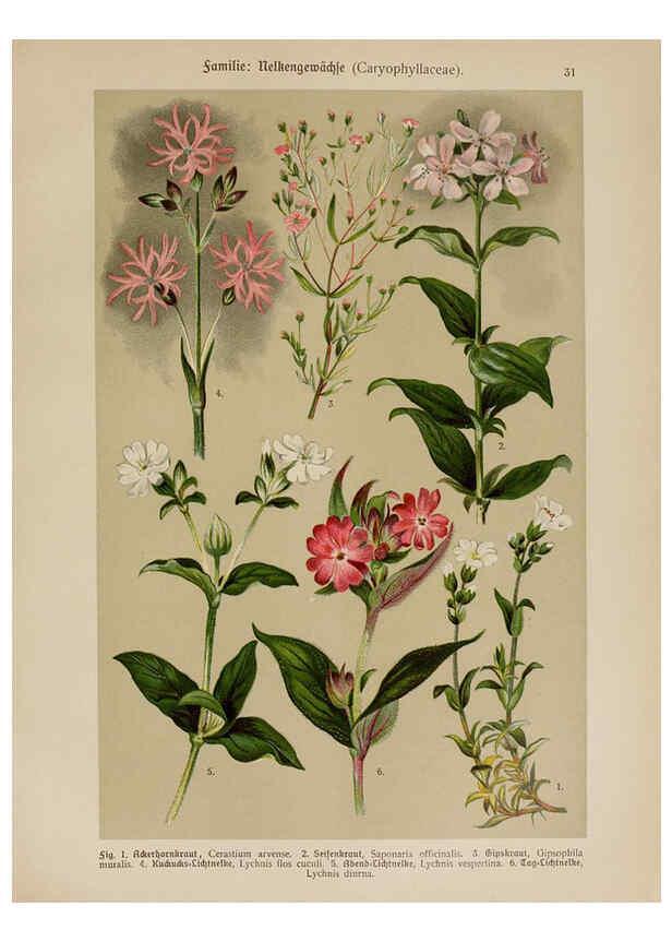 Reproducción/Reproduction 6424997729: Hoffmann-Dennert botanischer Bilderatlas Suttgart,Schweizerbart,1911