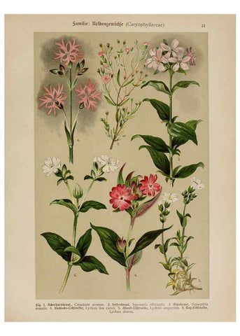 Reproducción/Reproduction 6424997729: Hoffmann-Dennert botanischer Bilderatlas Suttgart,Schweizerbart,1911