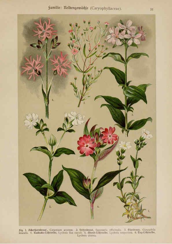 Reproducción/Reproduction 6424997729: Hoffmann-Dennert botanischer Bilderatlas Suttgart,Schweizerbart,1911