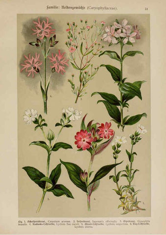 Reproducción/Reproduction 6424997729: Hoffmann-Dennert botanischer Bilderatlas Suttgart,Schweizerbart,1911
