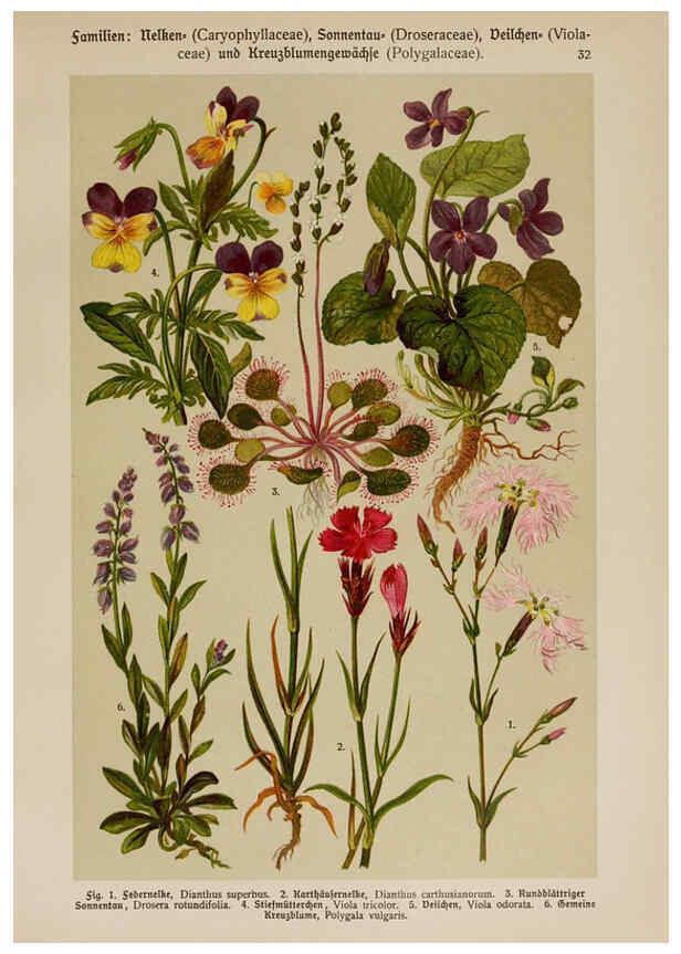 Reproducción/Reproduction 6424998231: Hoffmann-Dennert botanischer Bilderatlas Suttgart,Schweizerbart,1911