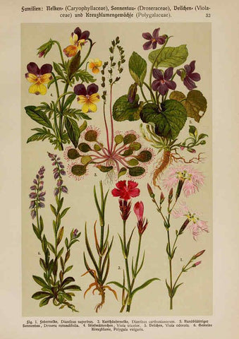 Reproducción/Reproduction 6424998231: Hoffmann-Dennert botanischer Bilderatlas Suttgart,Schweizerbart,1911