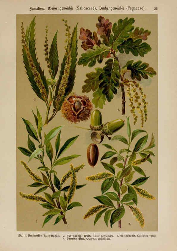 Reproducción/Reproduction 6424993585: Hoffmann-Dennert botanischer Bilderatlas Suttgart,Schweizerbart,1911