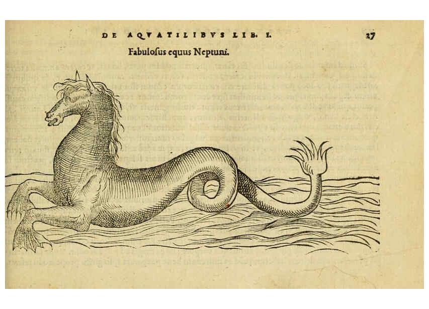 Reproducción/Reproduction 6418673447: Petri Bellonii Cenomani De aquatilibus, libri duo cum [epsilon, iota] conibus ad viuam ipsorum effigiem, quoad eius fieri potuit, expressis ... Parisiis,Apud C. Stephanum,1553