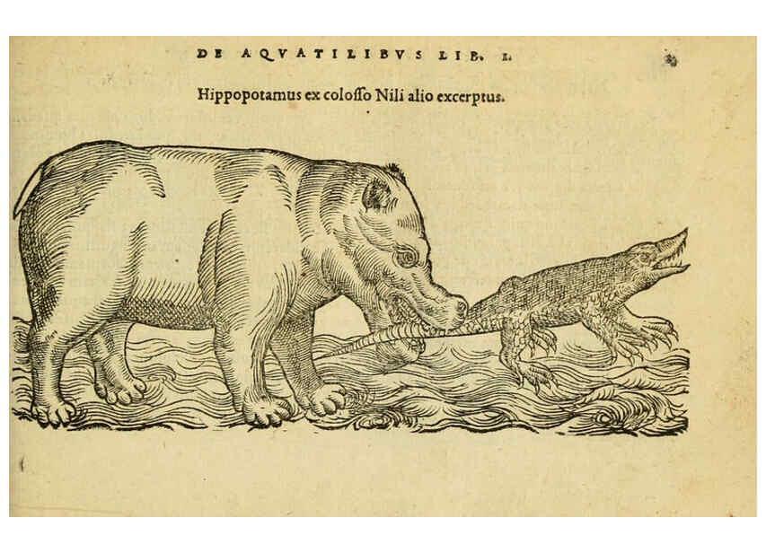 Reproducción/Reproduction 6418672957: Petri Bellonii Cenomani De aquatilibus, libri duo cum [epsilon, iota] conibus ad viuam ipsorum effigiem, quoad eius fieri potuit, expressis ... Parisiis,Apud C. Stephanum,1553