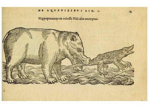 Reproducción/Reproduction 6418672957: Petri Bellonii Cenomani De aquatilibus, libri duo cum [epsilon, iota] conibus ad viuam ipsorum effigiem, quoad eius fieri potuit, expressis ... Parisiis,Apud C. Stephanum,1553