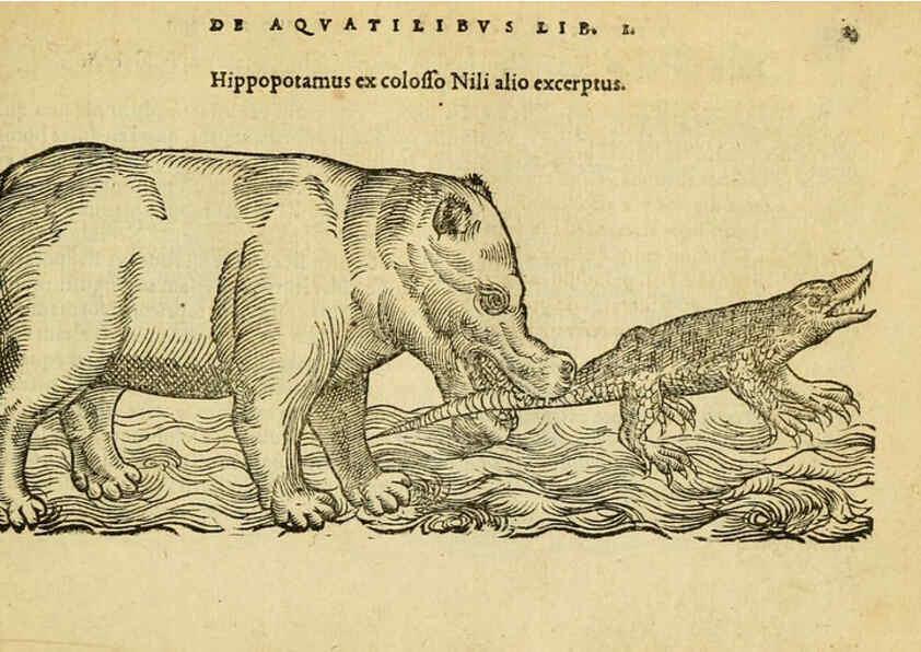 Reproducción/Reproduction 6418672957: Petri Bellonii Cenomani De aquatilibus, libri duo cum [epsilon, iota] conibus ad viuam ipsorum effigiem, quoad eius fieri potuit, expressis ... Parisiis,Apud C. Stephanum,1553