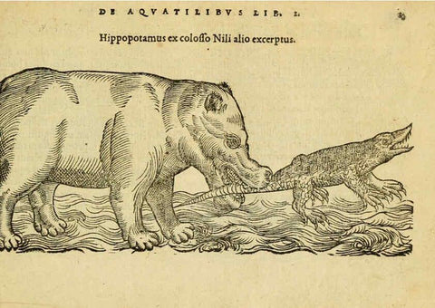 Reproducción/Reproduction 6418672957: Petri Bellonii Cenomani De aquatilibus, libri duo cum [epsilon, iota] conibus ad viuam ipsorum effigiem, quoad eius fieri potuit, expressis ... Parisiis,Apud C. Stephanum,1553