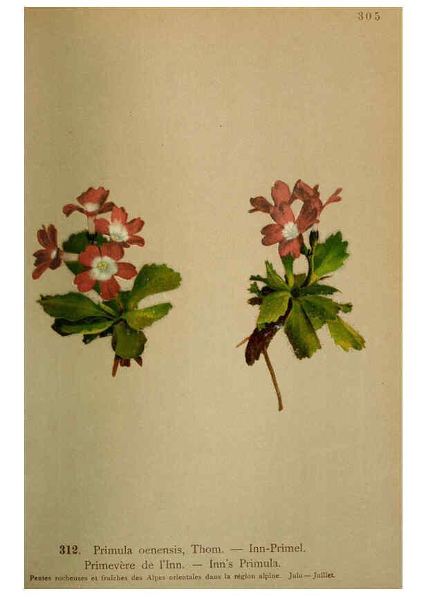 Reproducción/Reproduction 6389254527: Atlas de la flora alpine 4. Genève,Georg & Co.,1899