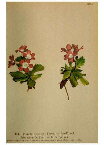Reproducción/Reproduction 6389254527: Atlas de la flora alpine 4. Genève,Georg & Co.,1899