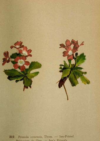 Reproducción/Reproduction 6389254527: Atlas de la flora alpine 4. Genève,Georg & Co.,1899