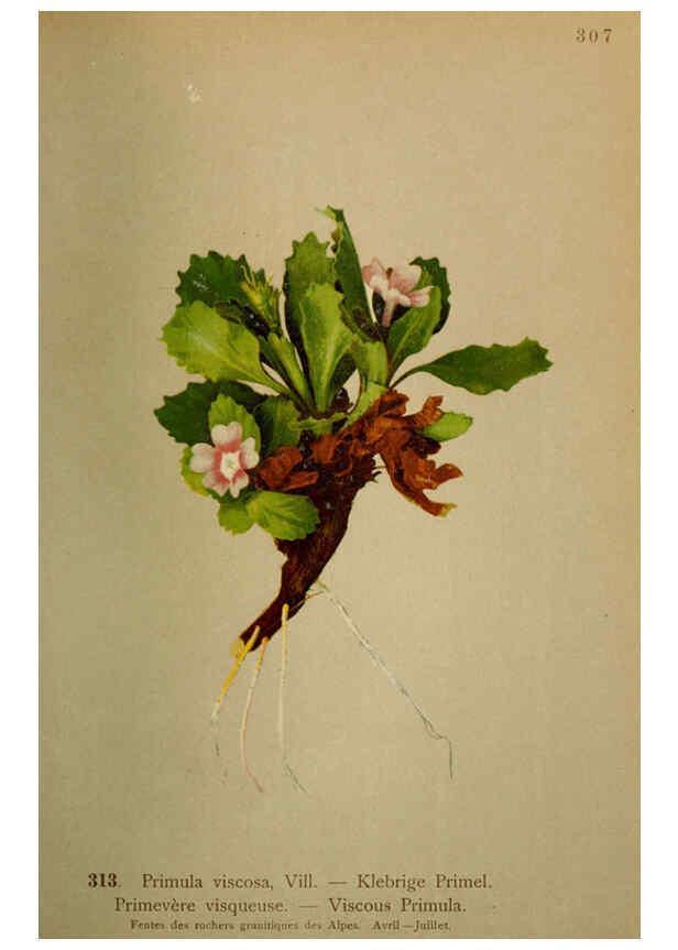 Reproducción/Reproduction 6389255133: Atlas de la flora alpine 4. Genève,Georg & Co.,1899