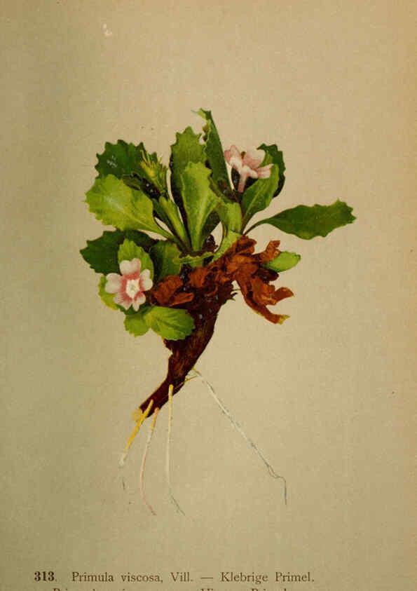 Reproducción/Reproduction 6389255133: Atlas de la flora alpine 4. Genève,Georg & Co.,1899