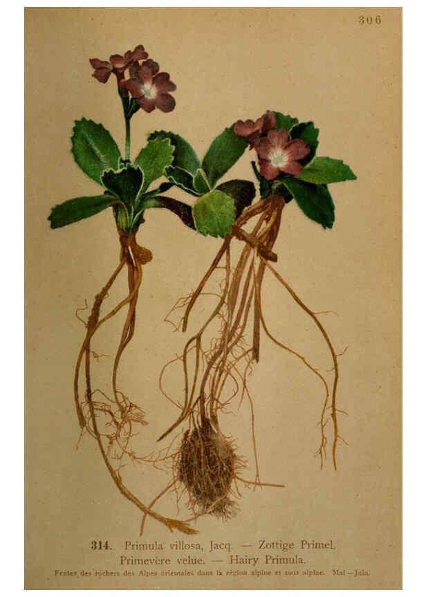 Reproducción/Reproduction 6389255587: Atlas de la flora alpine 4. Genève,Georg & Co.,1899