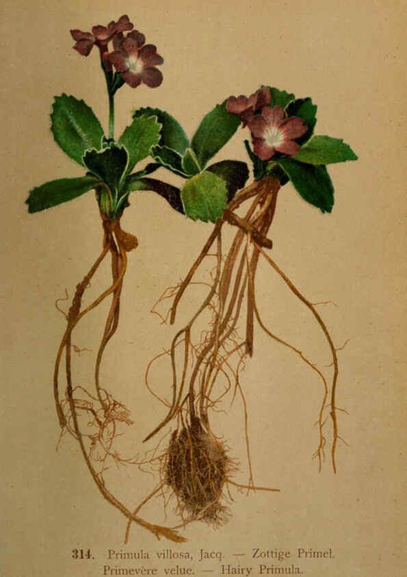 Reproducción/Reproduction 6389255587: Atlas de la flora alpine 4. Genève,Georg & Co.,1899